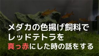 知識ゼロでもザックリわかる 水槽のバクテリアを増やす方法 ざっくリウム