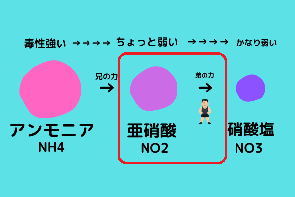 知識ゼロでもザックリわかる 水槽のバクテリアを増やす方法 ざっくリウム 知識ゼロでもザックリわかる 水槽のバクテリアを増やす方法 ざっくリウム