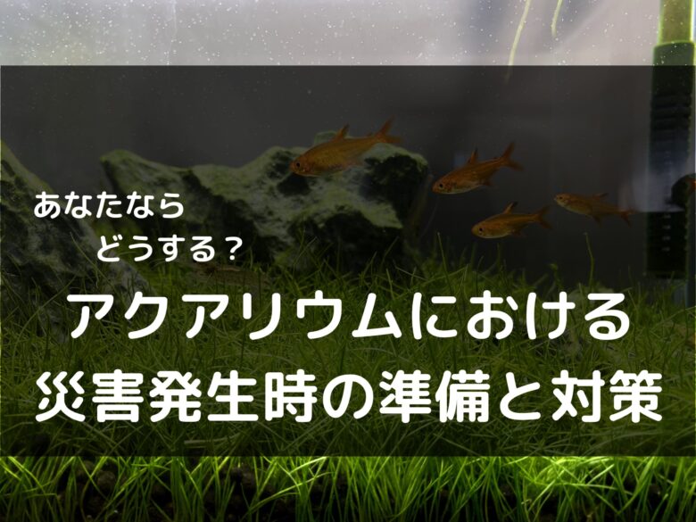 経験者談】水槽設置後に地震などの災害が訪れた時の対処法【どうすればいい？】｜ざっくリウム