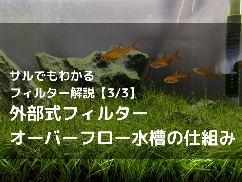 サルでもわかる】外部式フィルター・オーバーフロー水槽のしくみ【水槽
