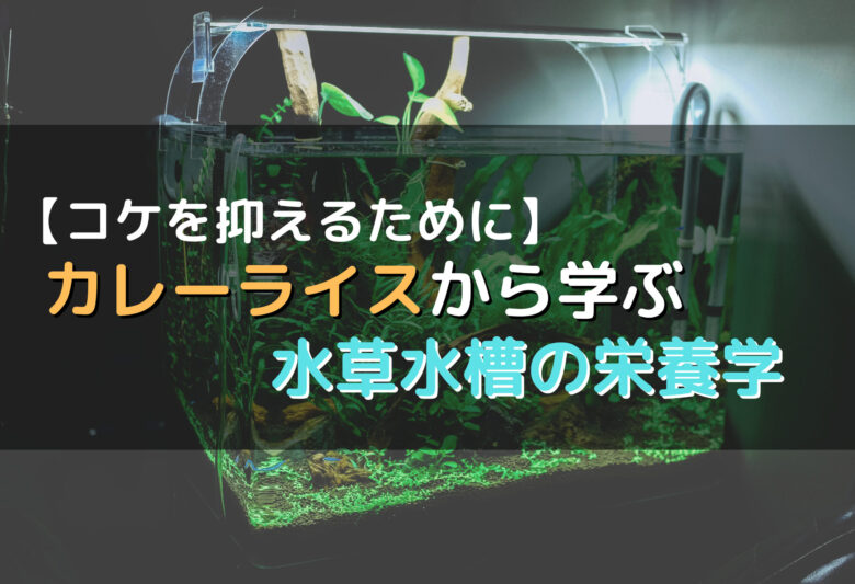 水槽のコケ対策】カレーライスから学ぶ水草の栄養知識と肥料のあげ方【必ず抑える】｜ざっくリウム